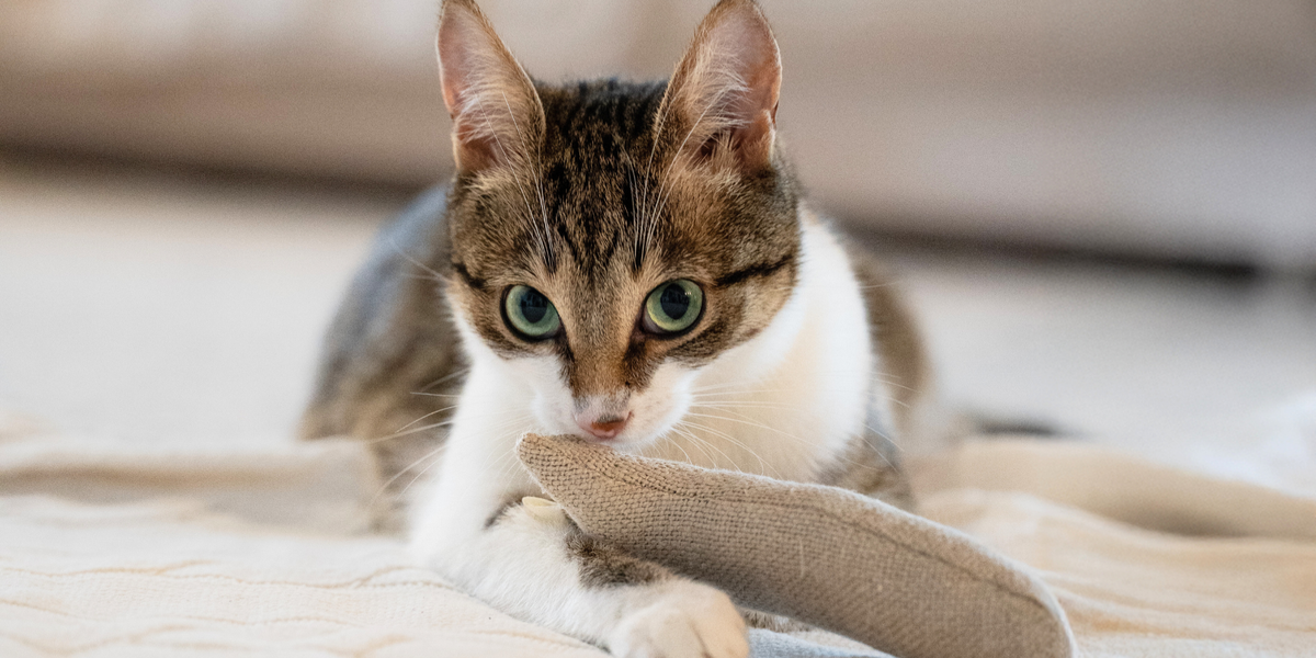 Catnip Toys