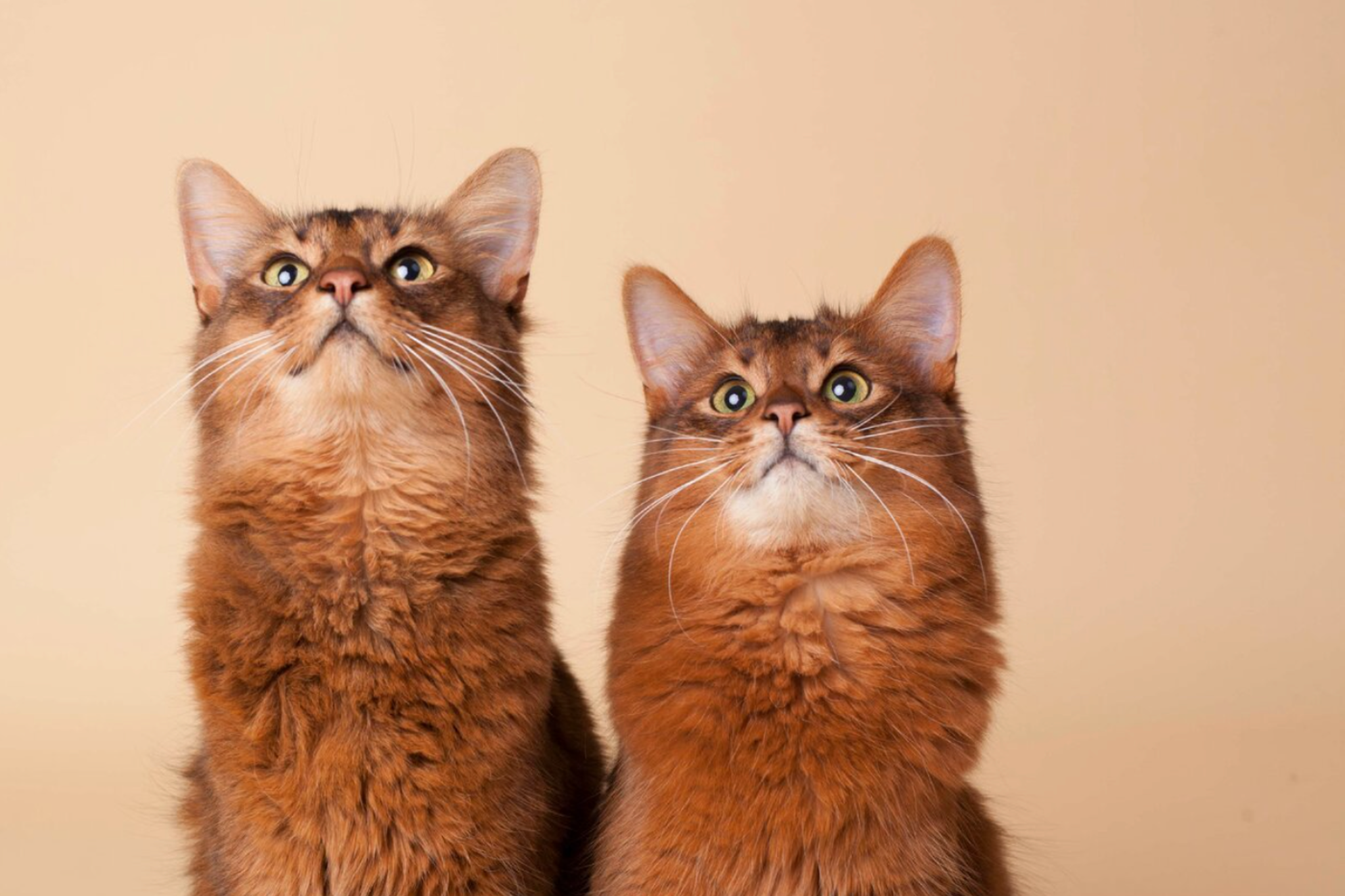 For Cats