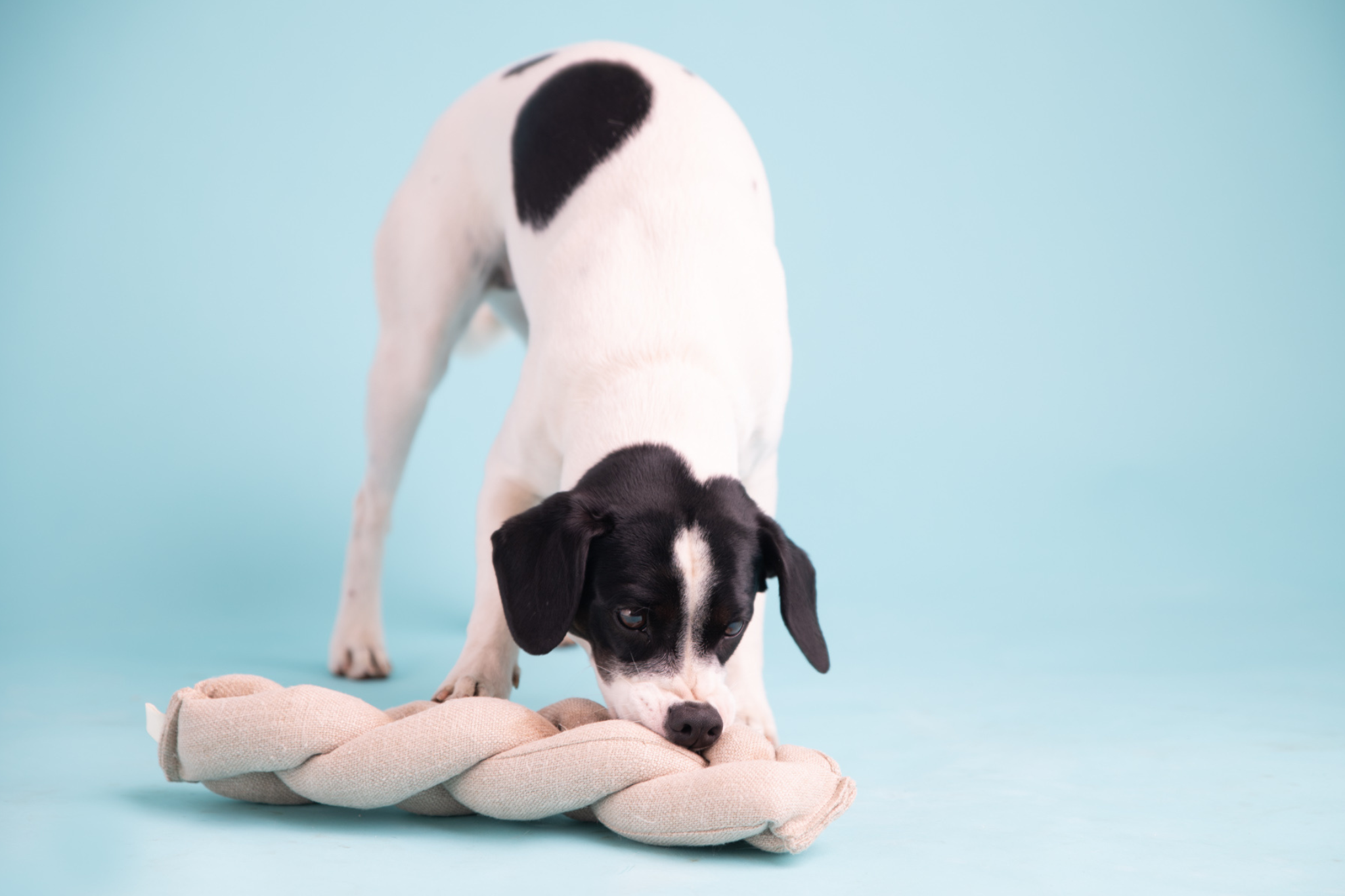 Snuffle Toy | Koeksister