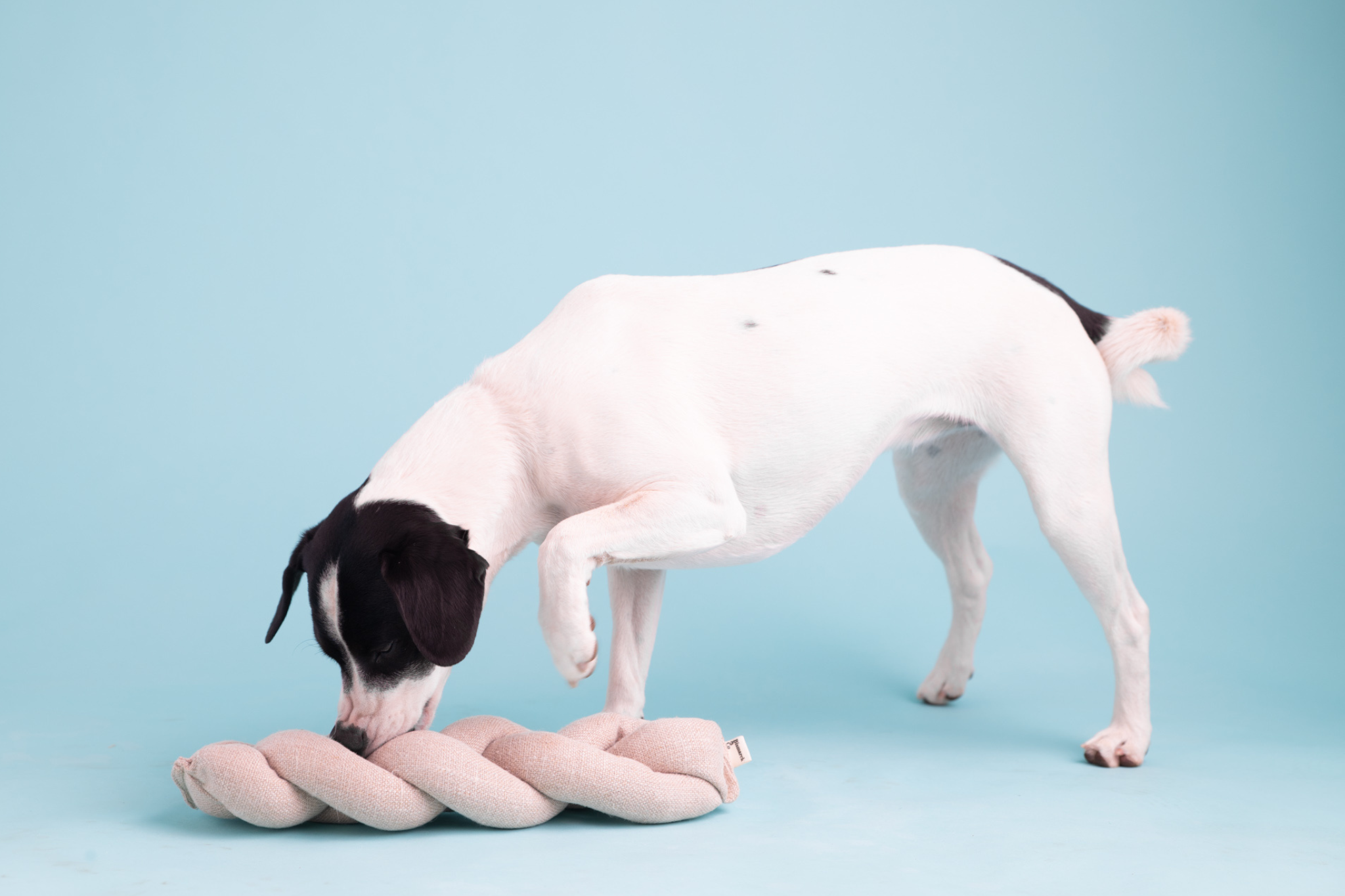 Snuffle Toy | Koeksister