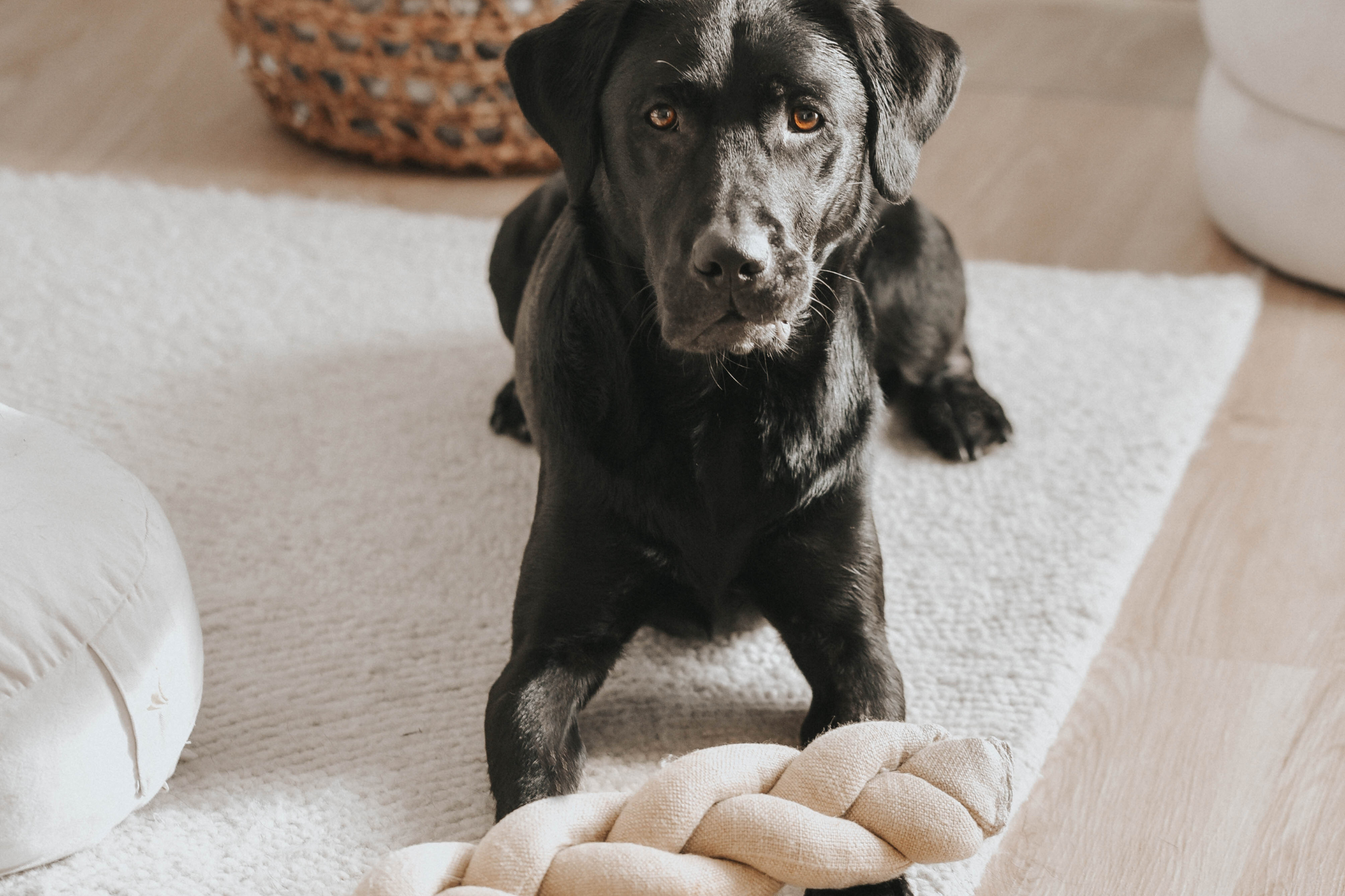 Snuffle Toy | Koeksister