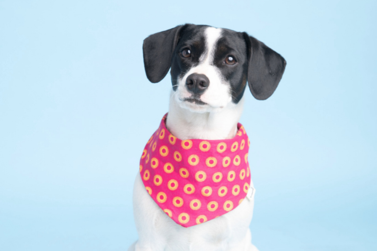 Bandana in Pinkem Shweshwe