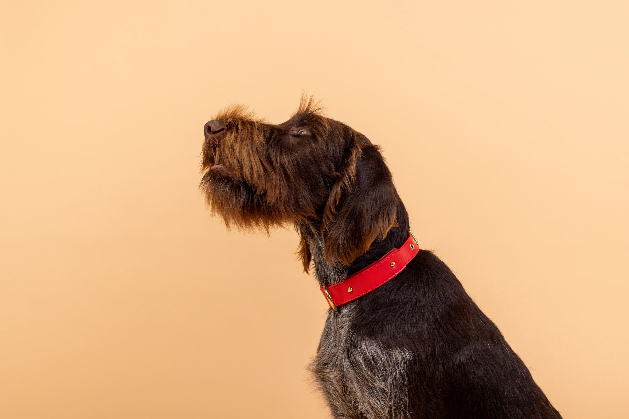 Apple Leather Collar in Festive Red