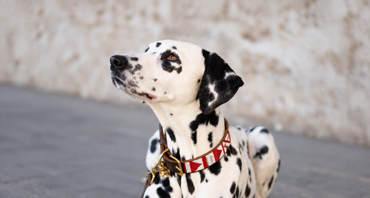 Beaded Collars- Christmas Edition