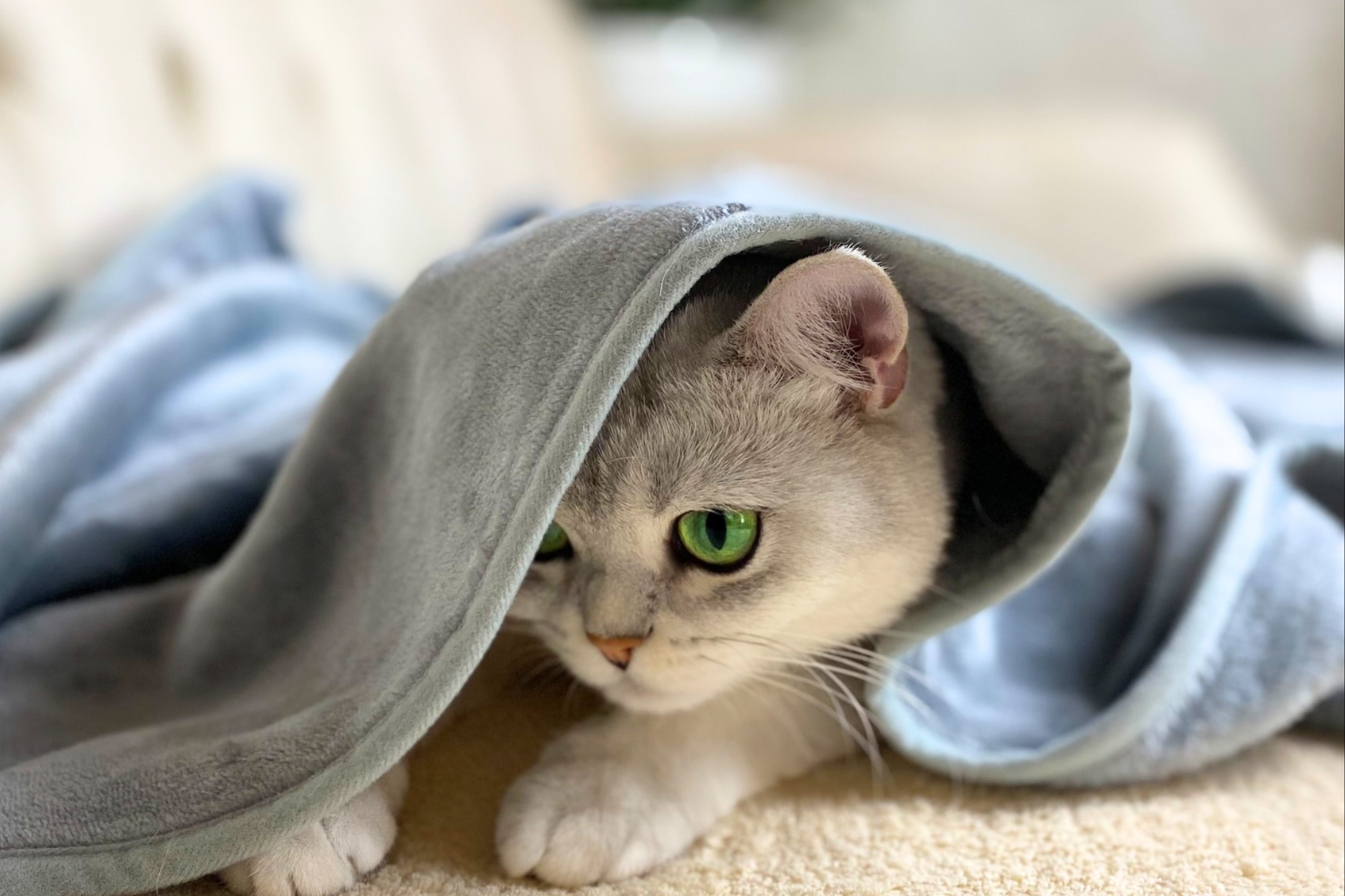 Soft Fleece Blanket in Light Grey