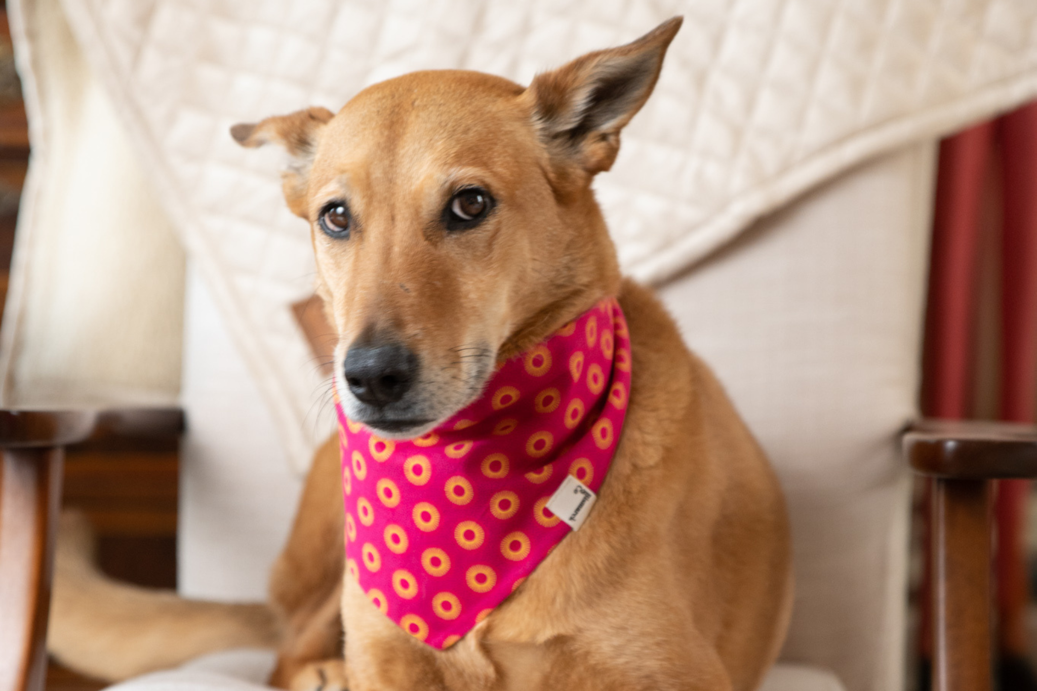 Bandana in Pink Shweshwe