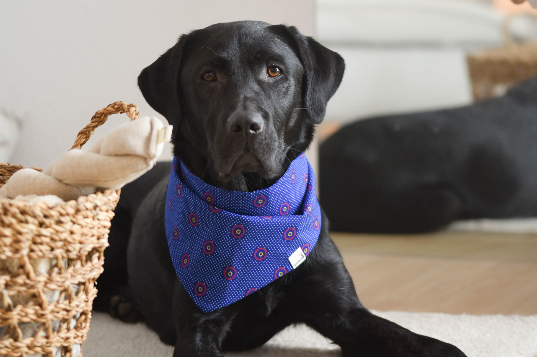 Bandana in Dark Blue Shweshwe