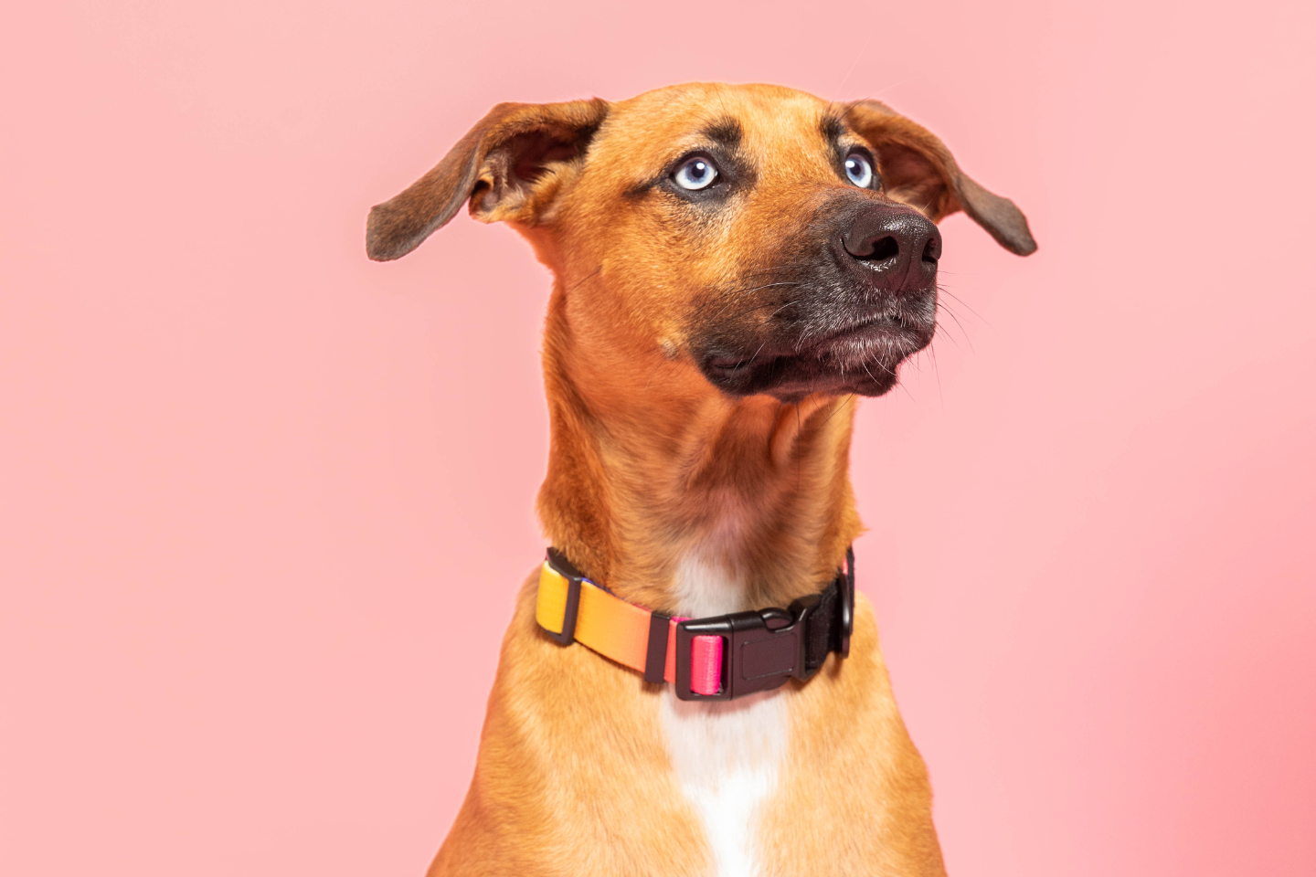 Pride Dog Collar