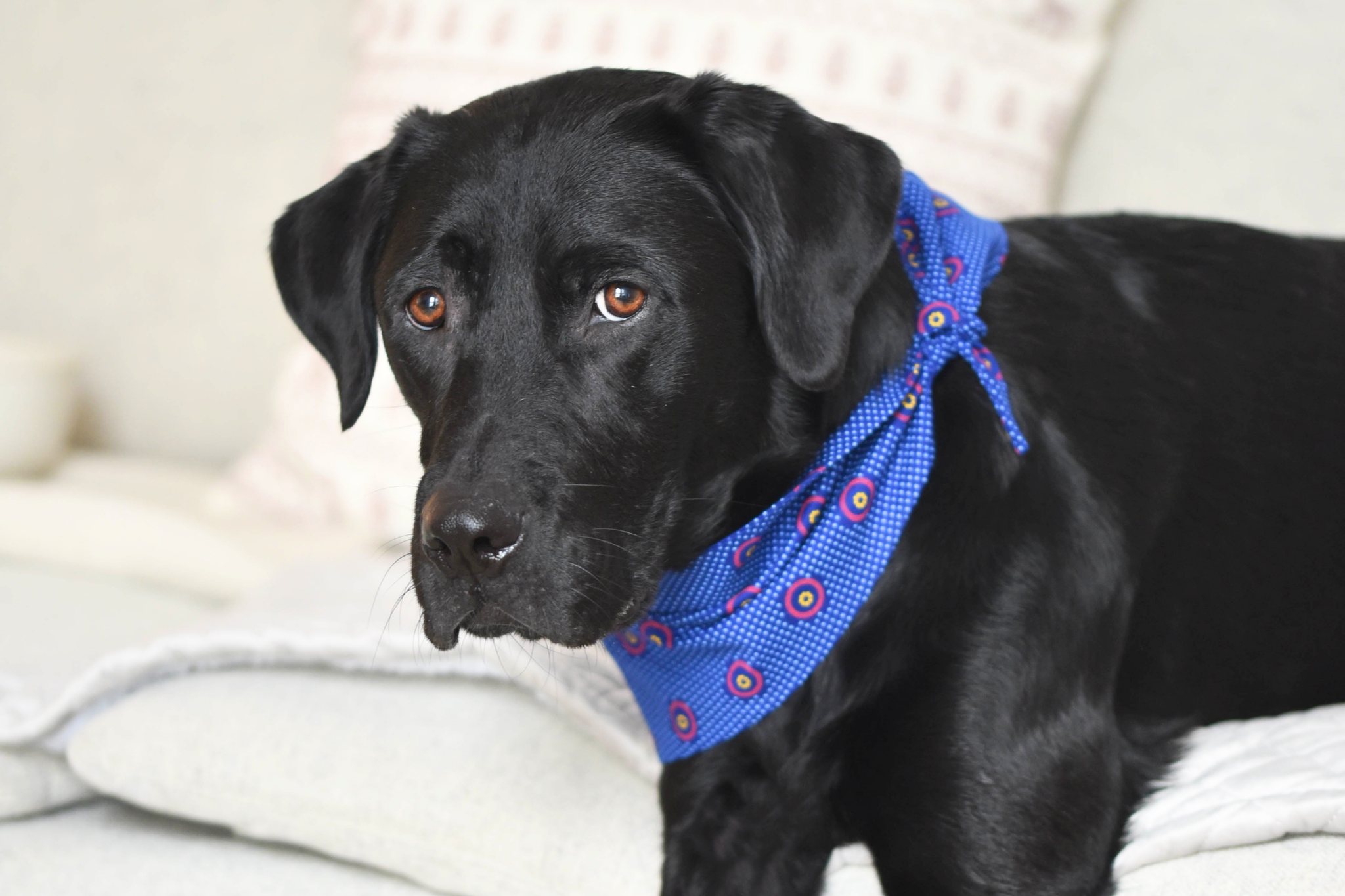 Bandana in Dark Blue Shweshwe