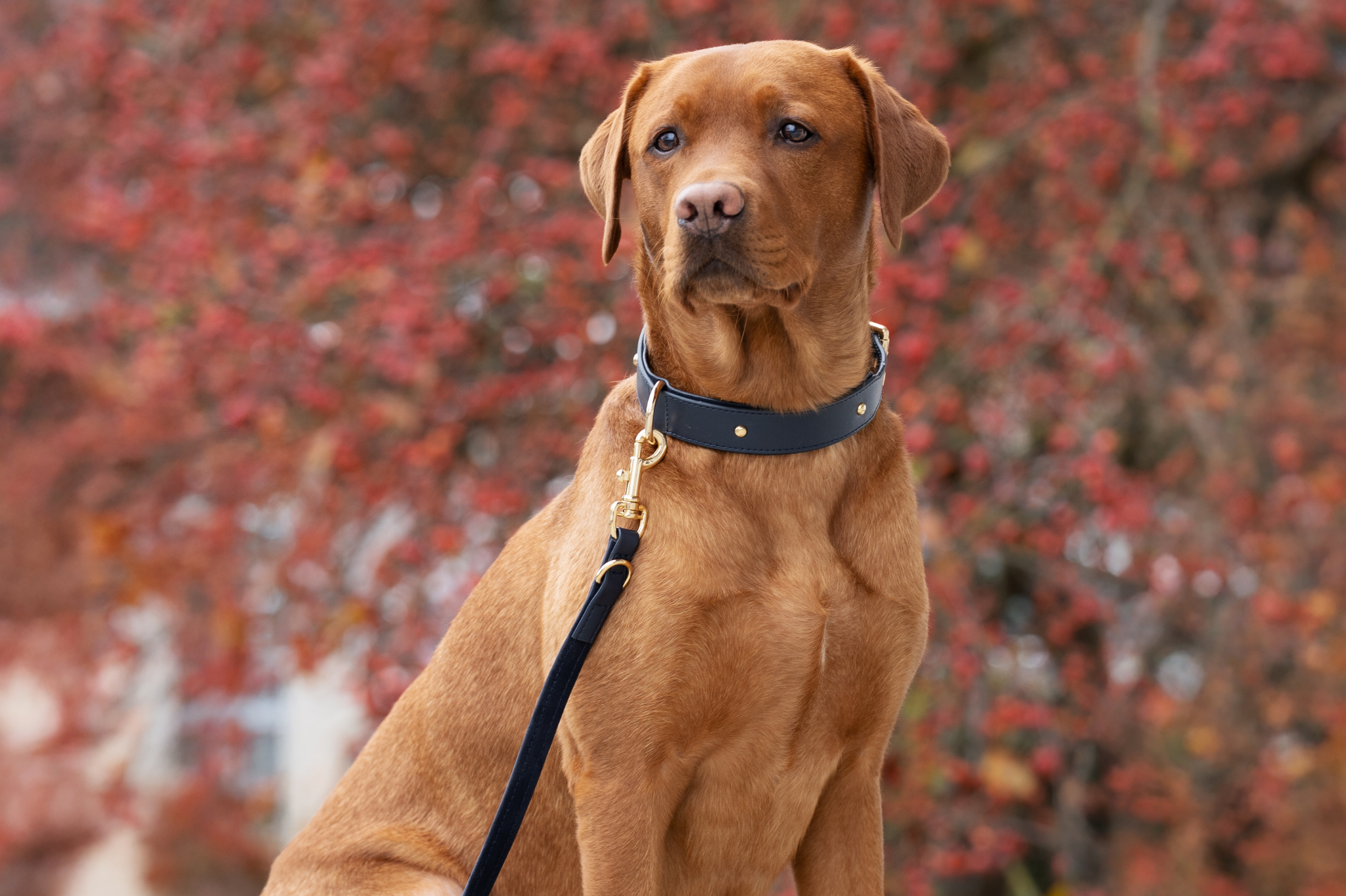 Apple Leather Leash in Royal Blue