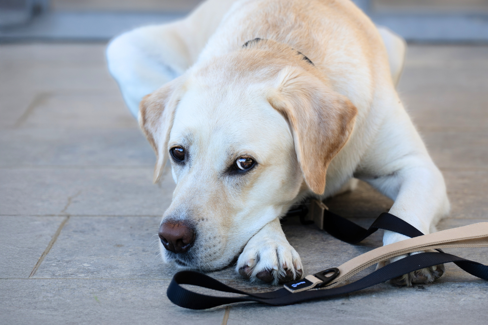 Streetstyle Leash in Biscotti & Black