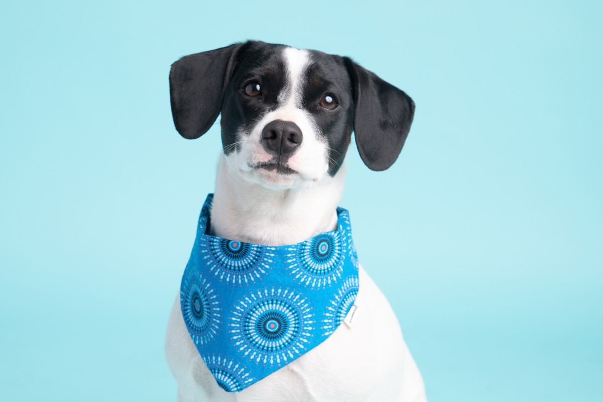 Bandana in Blue Shweshwe