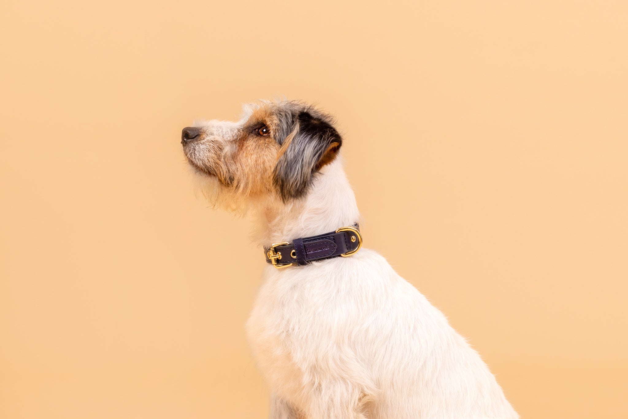 Apple Leather Collar in Royal Blue