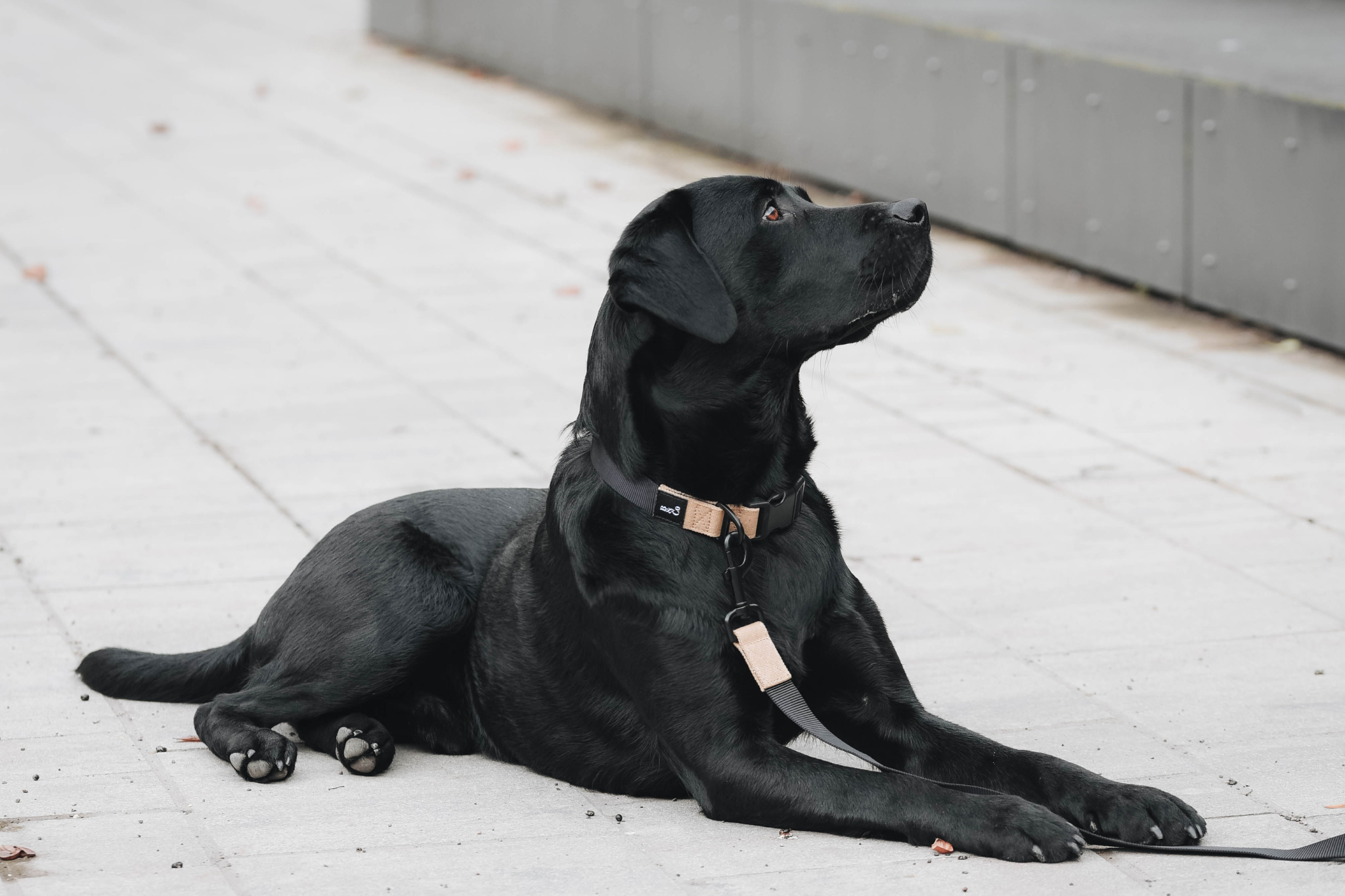 Streetstyle Leash in Biscotti & Black