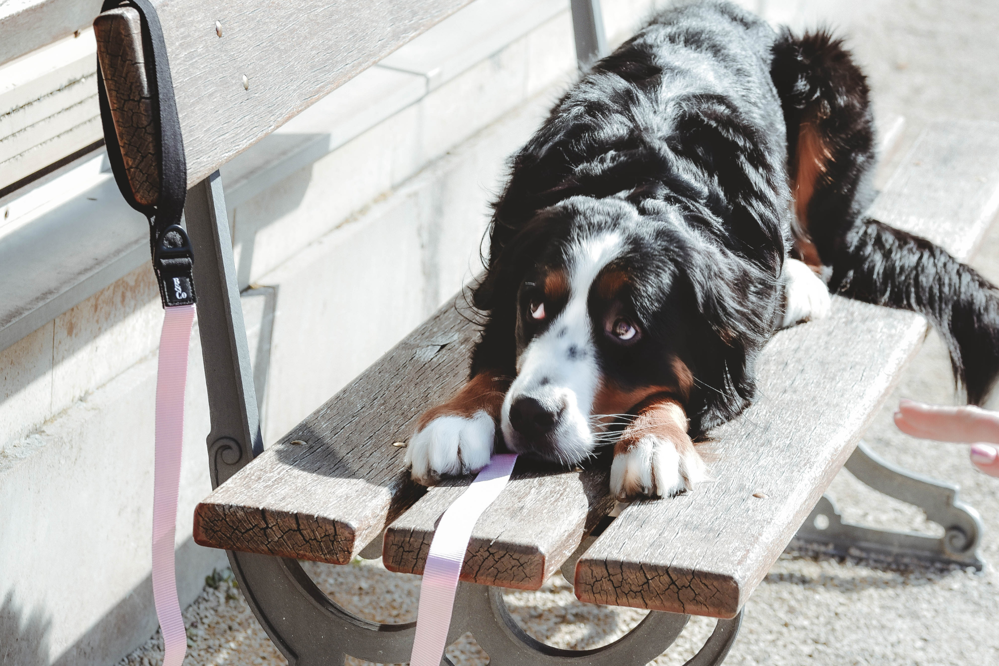 Streetstyle Collar in Candy Pink & Black