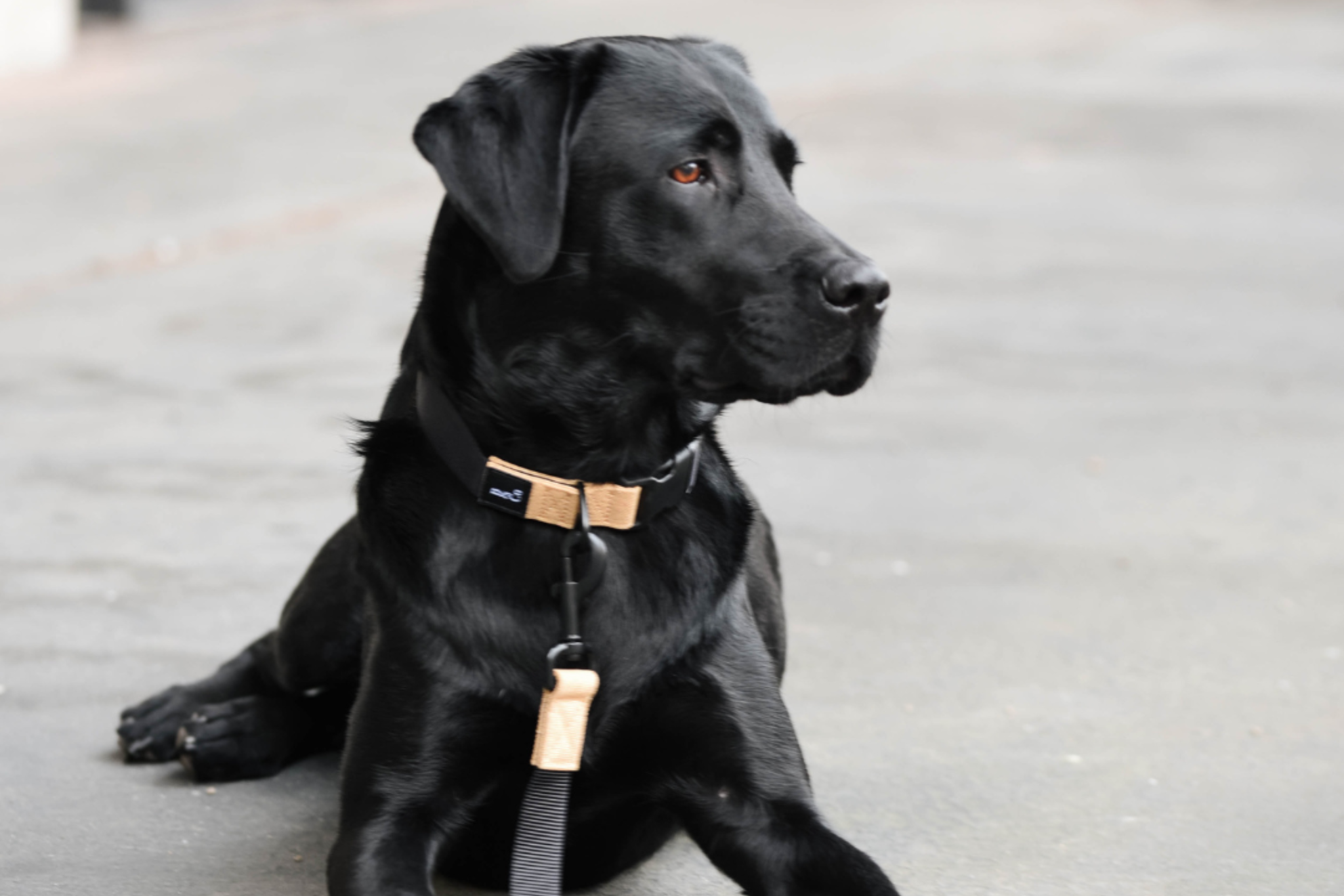 Streetstyle Leash in Biscotti & Black