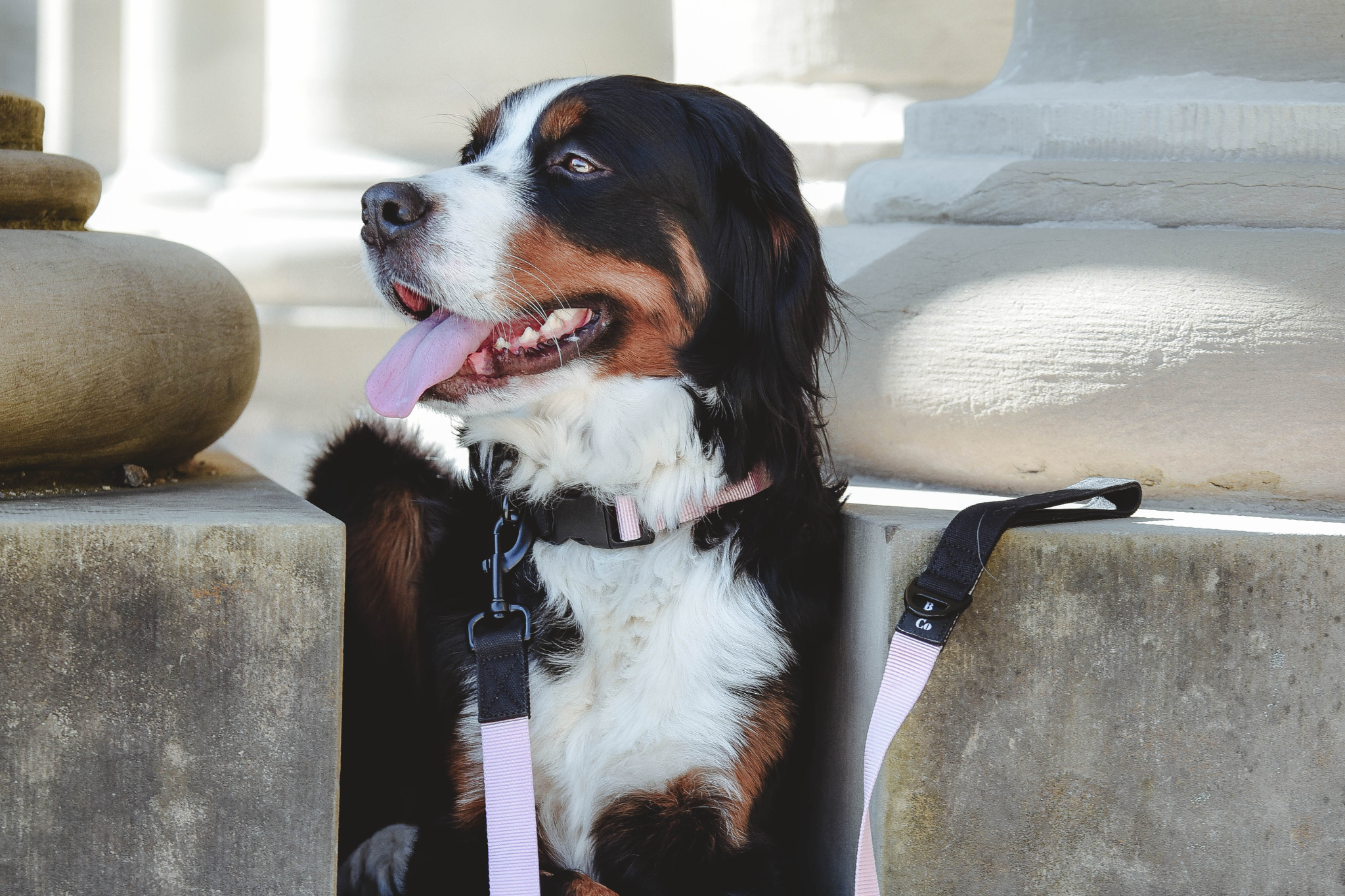 Streetstyle Leash in Candy Pink & Black