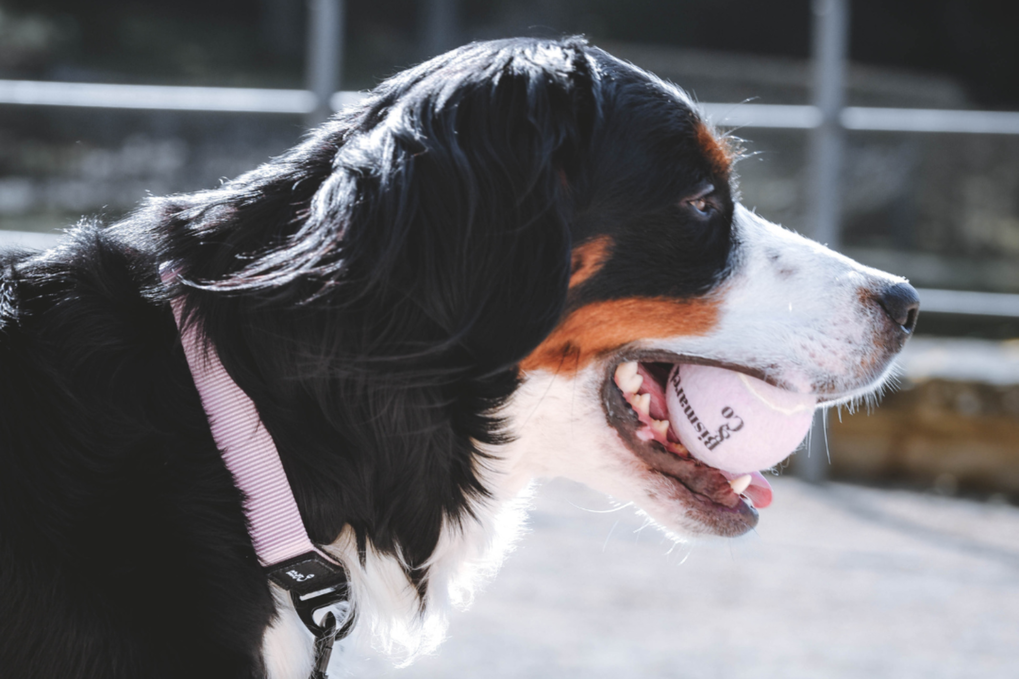 Streetstyle Leash in Candy Pink & Black