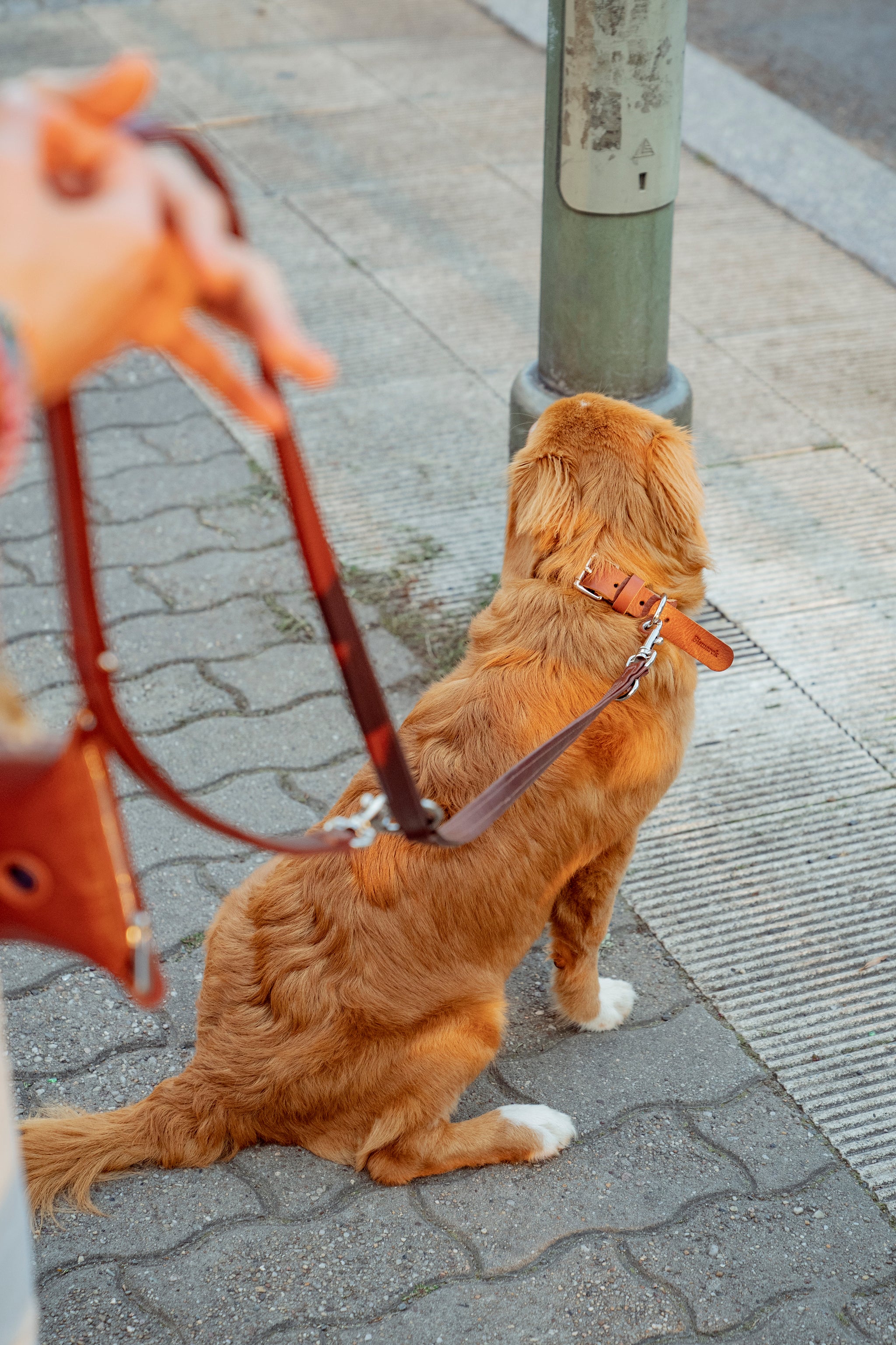 Leather Leash in Cognac